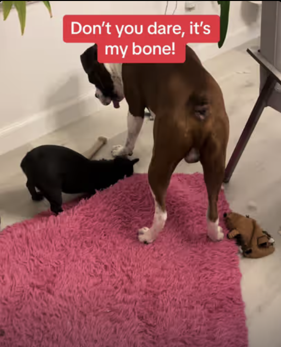 Frenchie Yoda - that’s my bone, don’t you dare!